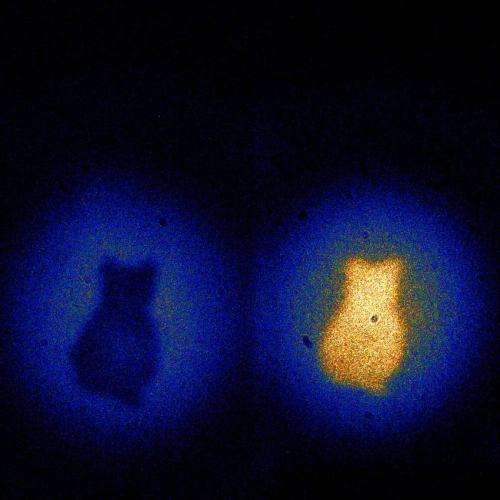 Picturing Schrodinger's cat: Quantum physics enables revolutionary imaging method
