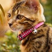 Cat collars provide big benefits for low risk