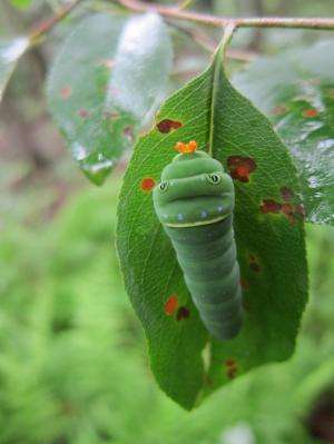 Caterpillars that eat multiple plant species are more susceptible to hungry birds