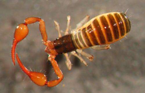 Cave-dwelling pseudoscorpions evolve in isolation