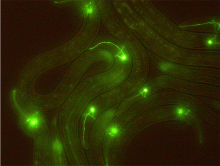 C. elegans has sensory neurons that detect environmental conditions
