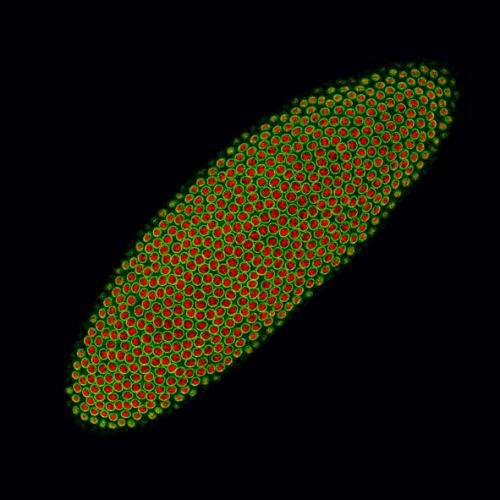 Cell division speed influences gene architecture