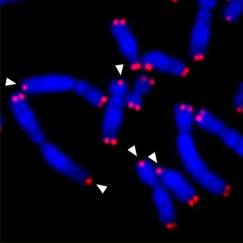 Cells do not repair damage to DNA during mitosis because telomeres could fuse together