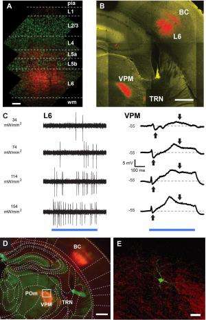 Cell-type–specific optogenetic stimulation of L6 evokes synaptic responses in the VPM