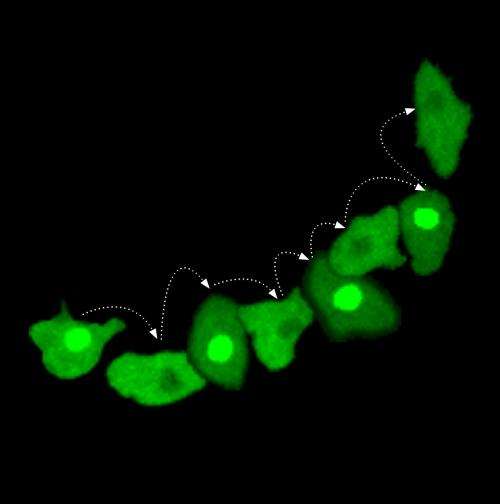 Cellular 'counting' of rhythmic signals synchronizes changes in cell fate