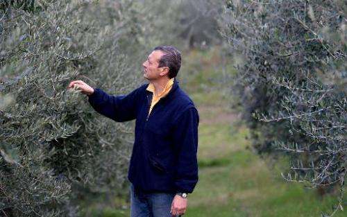 Cesare Buonamici checks olive trees at his farm nestles in Fiesole, Tuscany, on December 2, 2014