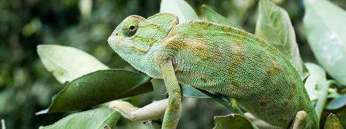 Chameleon crystals could enable active camouflage (w/ video)