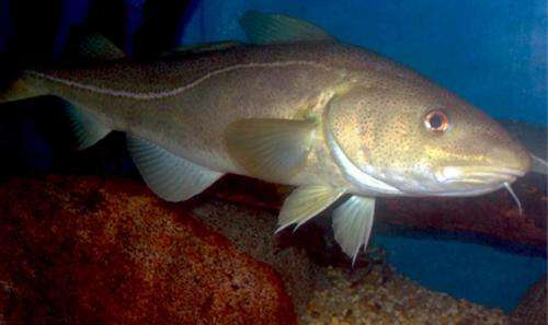 Changes in forage fish abundance alter Atlantic cod distribution, affect fishery success