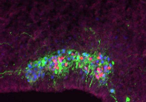 ‘Chatty’ cells help build the brain