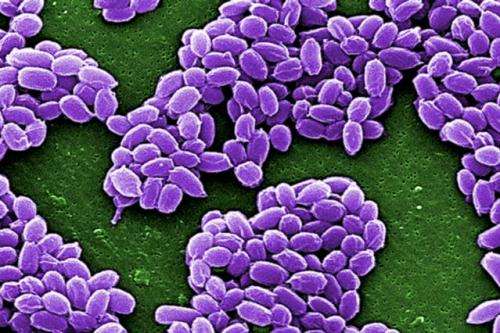 Chemists recruit anthrax to deliver cancer drugs
