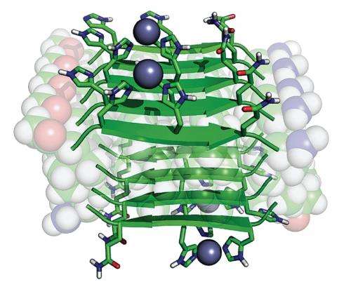 Chemists' work with small peptide chains may revolutionize study of enzymes and diseases