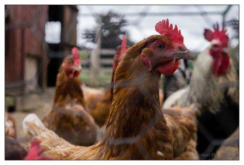 Chickens still form line of defence in northern virus control