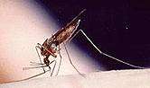 Chikungunya fever identified in the united states
