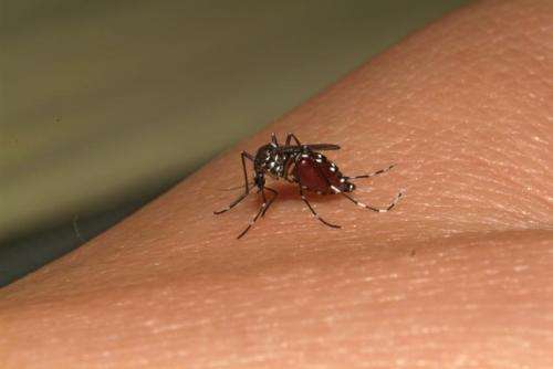 Chikungunya poised to invade the Americas