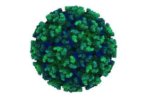 Chikungunya virus shuts down infected cells