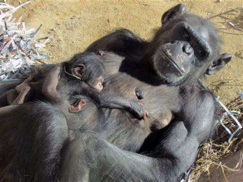 Chimpanzee at New Mexico zoo gives birth to twins