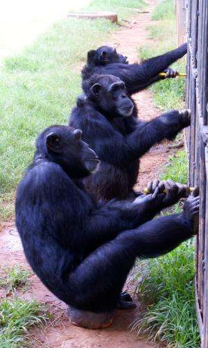 Chimpanzees spontaneously initiate and maintain cooperative behavior