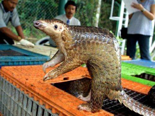 China's demand for pangolin meat and scales is decimating populations in South East Asia