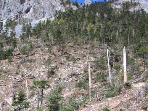 China's old-growth forests vanishing despite government policies, Dartmouth research shows
