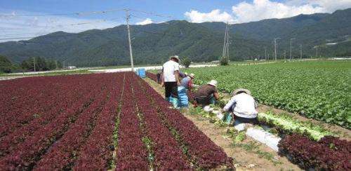 Chinese migrant labourers in Japan are able to use their own networks and provide mutual support