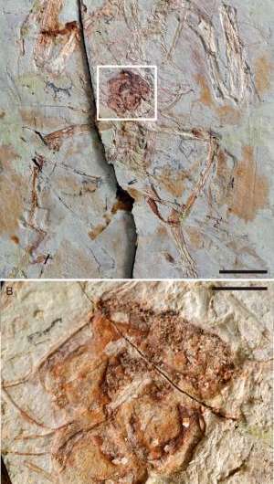 Chinese scientists map reproductive system's evolution as dinosaurs gave rise to birds