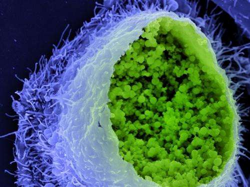 Chlamydia knocks out the body’s own cancer defence
