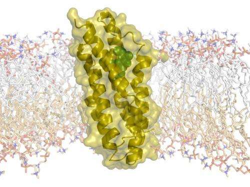 Cholesterol transporter structure decoded