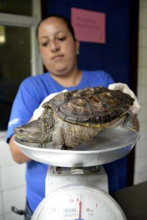 Cindy Rivera, a nurse at the Simon Bolivar Zoo's veterinary surgery, weighs a turtle in San Jose on August 28, 2014 Costa Rica