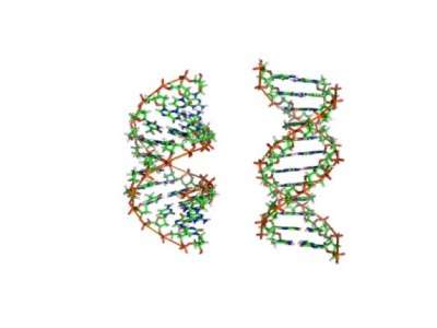 ‘Clever’ DNA may help bacteria survive