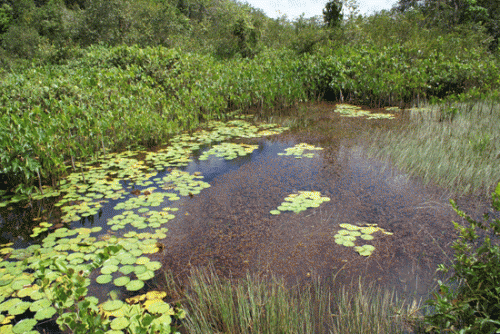 Climate and emerging diseases: dangerous connections found