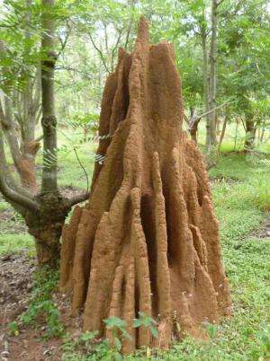 Climate control in termite mounds