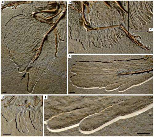 New fossil shows Archaeopteryx sported 'feathered trousers'