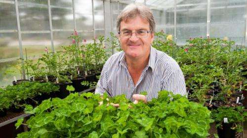 Clover genes sprout research possibilities
