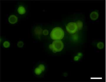 Coated droplets hint at formation of early cells