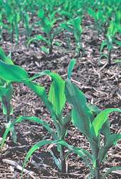 Coated Seeds Could Encourage an Early Start for Spring Planting