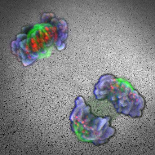 Cohesin molecule safeguards cell-division