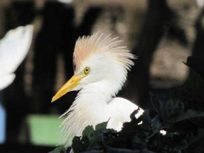 Colonization of Brazil by the cattle egret