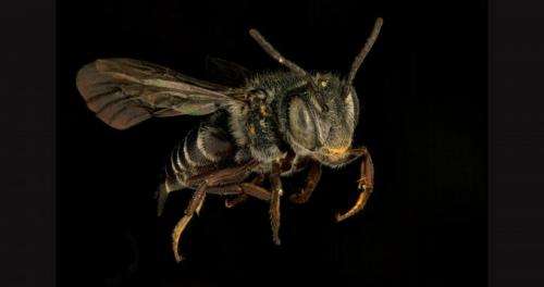 Colorado's stunning bee diversity