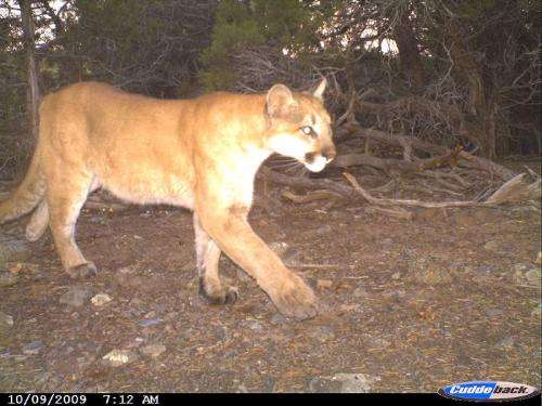 Colorado State University researchers examine population dynamics and disease in mountain lions