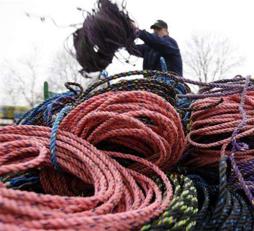 Colored lobster rope could be safer for whales