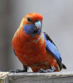 Colour variability in Crimson Rosellas is linked to a virus
