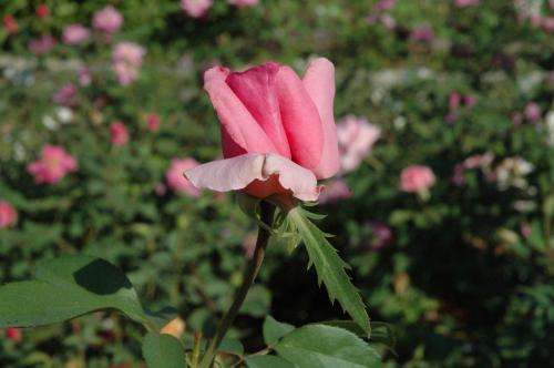 Combating national rose rosette disease crisis focus of Texas study