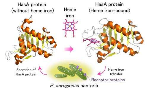 Combatting hospital-acquired infections with protein metal complex