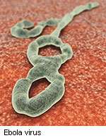 Commentary focuses on 2014 ebola outbreak in west africa