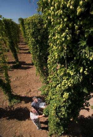 Compound from hops aids cognitive function in young animals