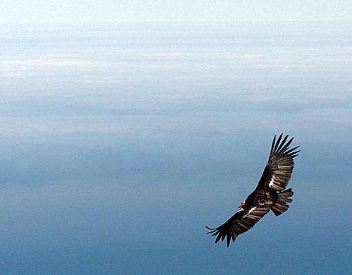 Condors with greater independence have higher lead levels