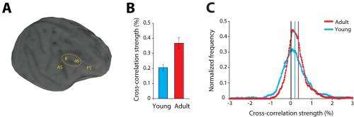 Childhood's end: ADHD, autism and schizophrenia tied to stronger inhibitory interactions in adolescent prefrontal cortex