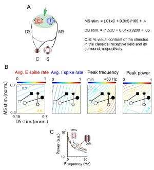 Contrast dependence of gamma in visual cortex in model and experiments