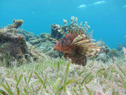 Controlling lion's share of lionfish