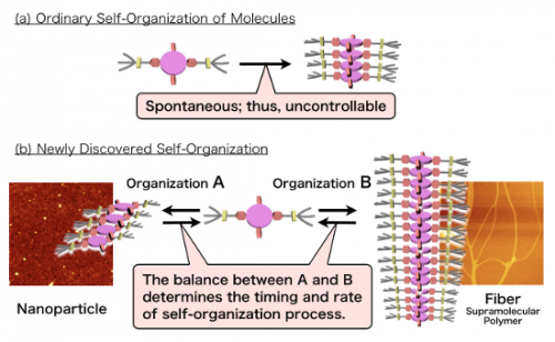 Controlling the ‘length’ of supramolecular polymers through self-organization